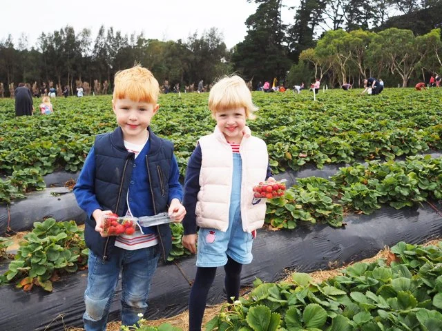 Sunny Ridge Strawberry Farm