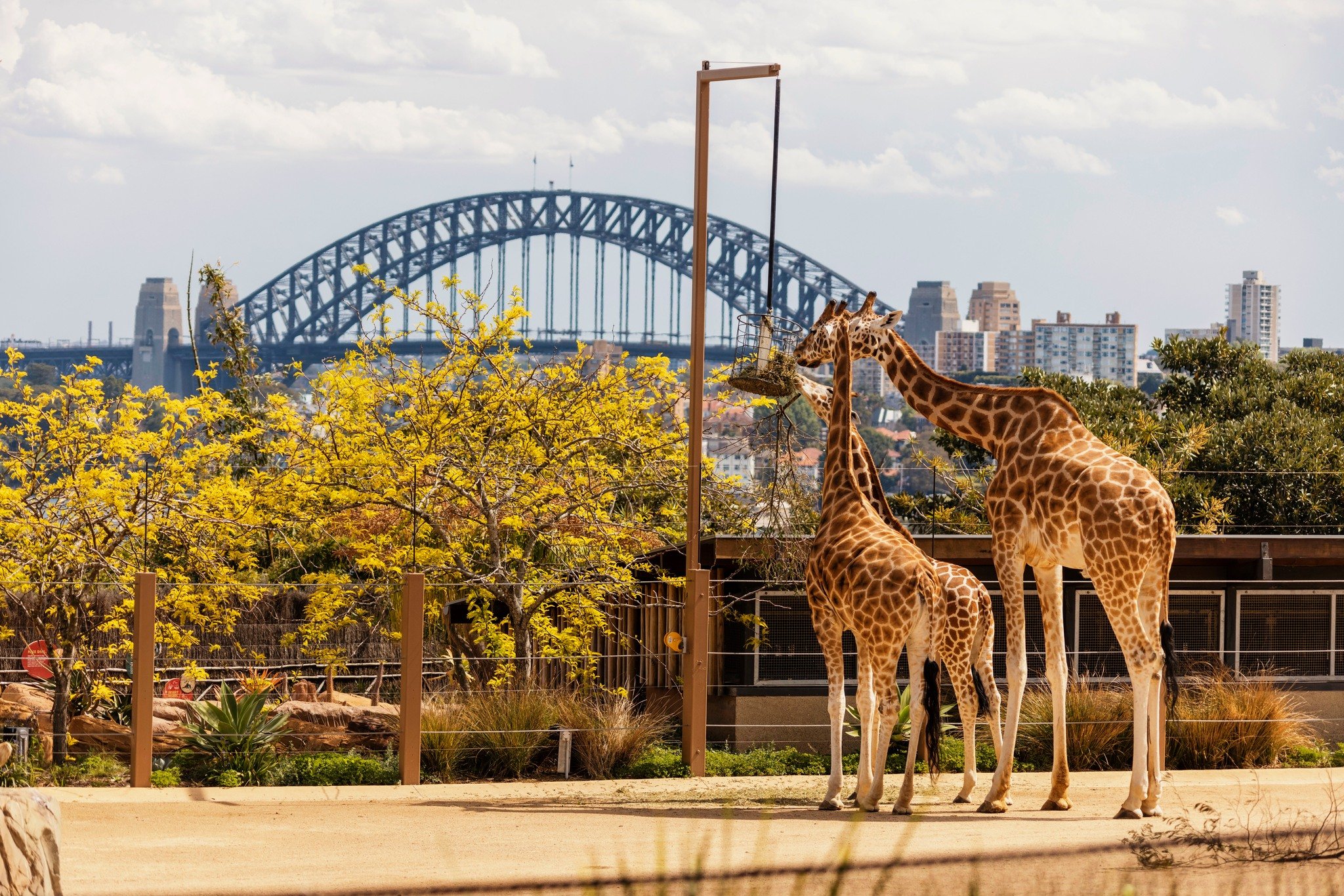 Taronga Zoo