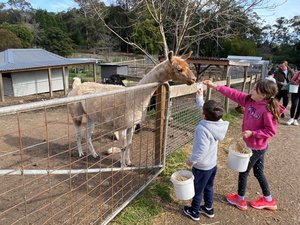 Golden Ridge Farm