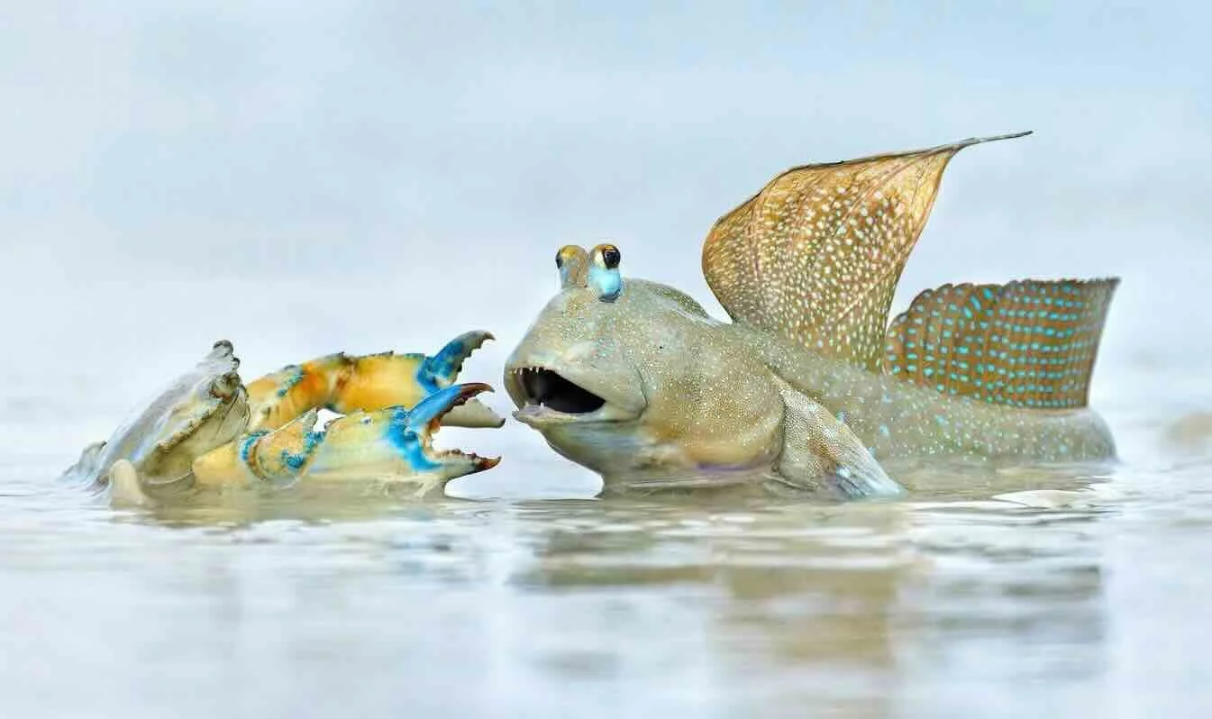 2023 Australian Geographic Nature Photographer of the Year (AGNPY) Exhibition at the Australian Museum