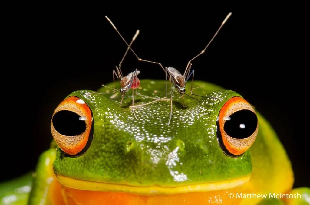 20 Years of Australian Geographic Nature Photographer of the Year (Free)
