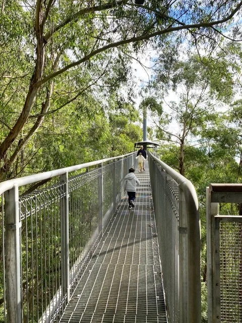 Illawarra Fly Treetop Adventures - Review