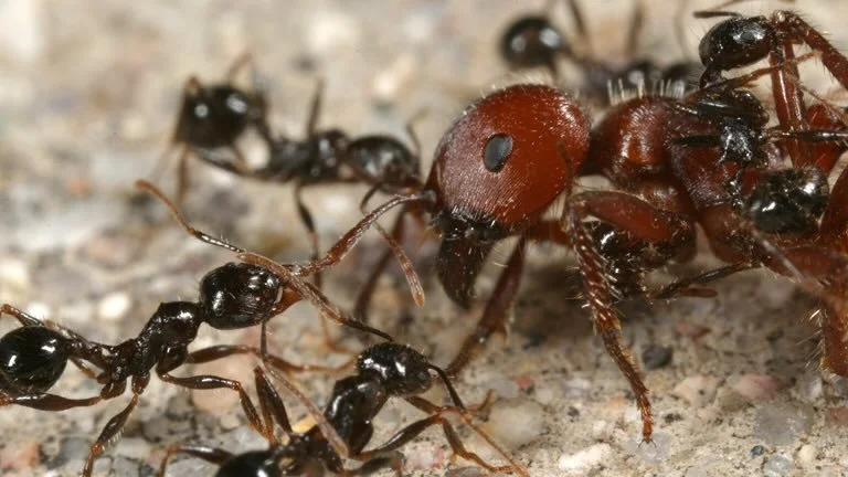 Bugs 3D: Micro Monsters