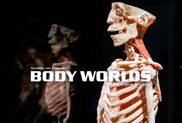 BODY WORLDS: The Anatomy of Happiness