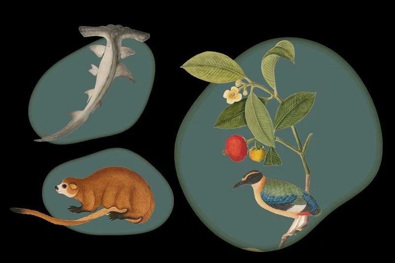 Tails from the Coasts (Free)