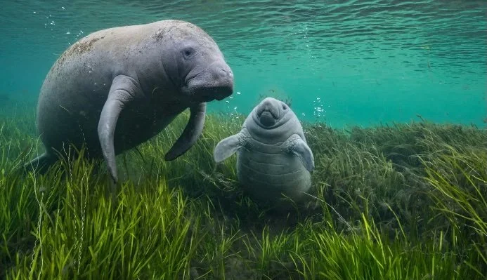 Wildlife Photographer of the Year (Reviewed)