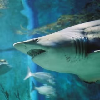 Shark Dive Xtreme at SEA LIFE Melbourne