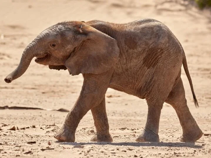 Elephants 3D (Reviewed)