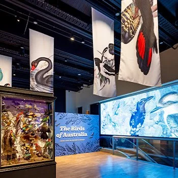 The Birds of Australia: John and Elizabeth Gould (Free)