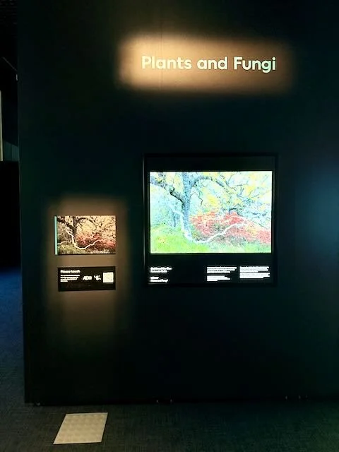 Wildlife Photographer of the Year 2025 - 8.jpeg