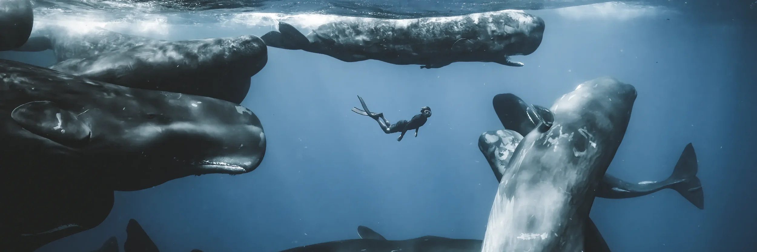 Ocean Photographer of the Year