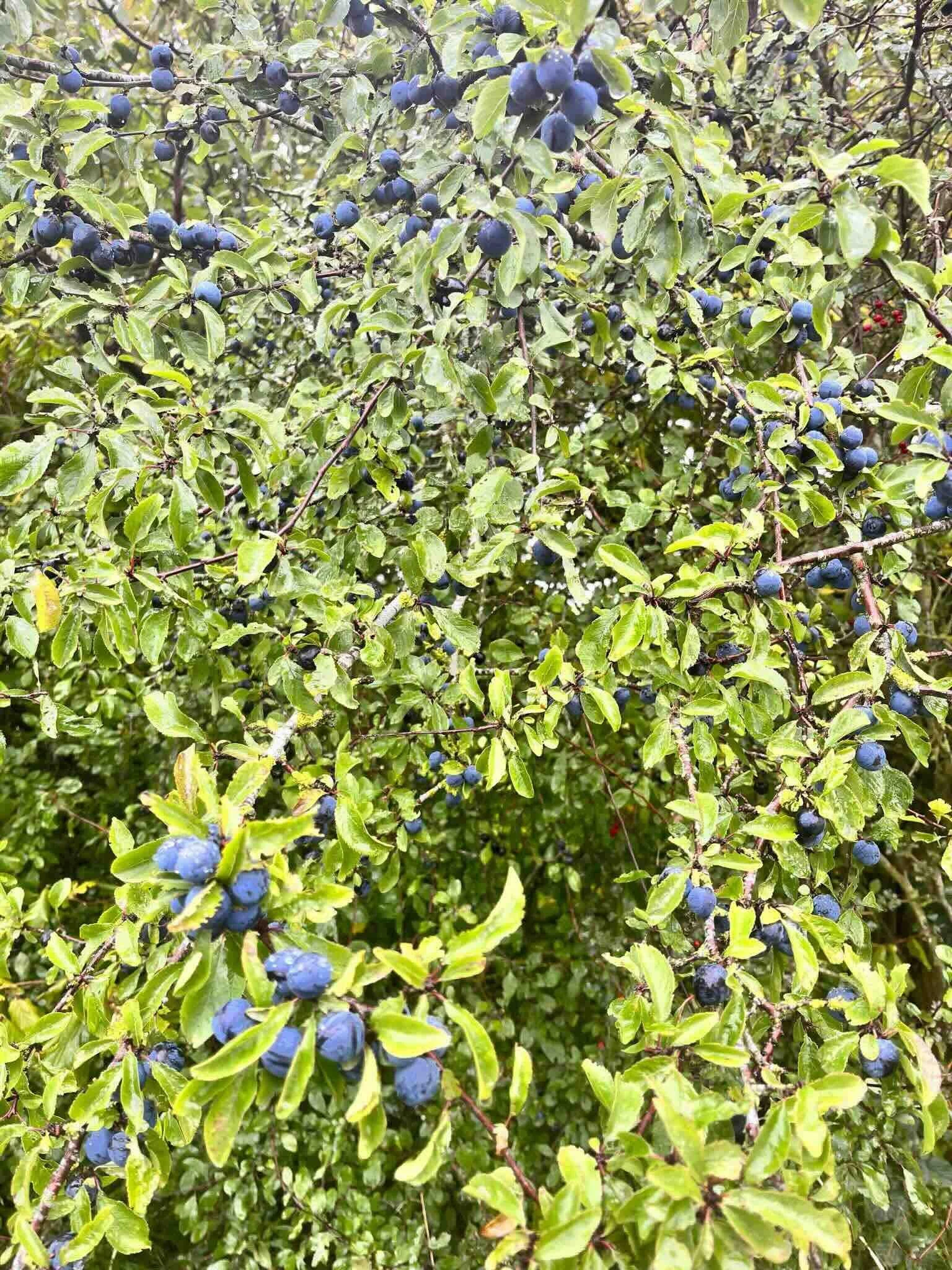 oasisberryfarm - 5.jpeg