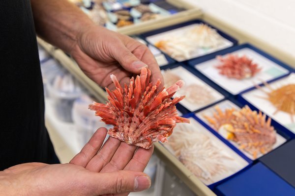 School holiday activities at the Australian Museum