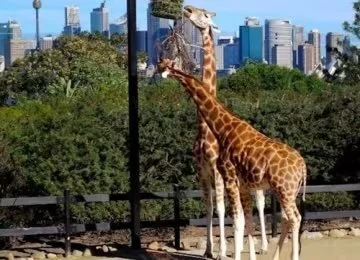 Taronga Zoo Sydney: Entry Ticket