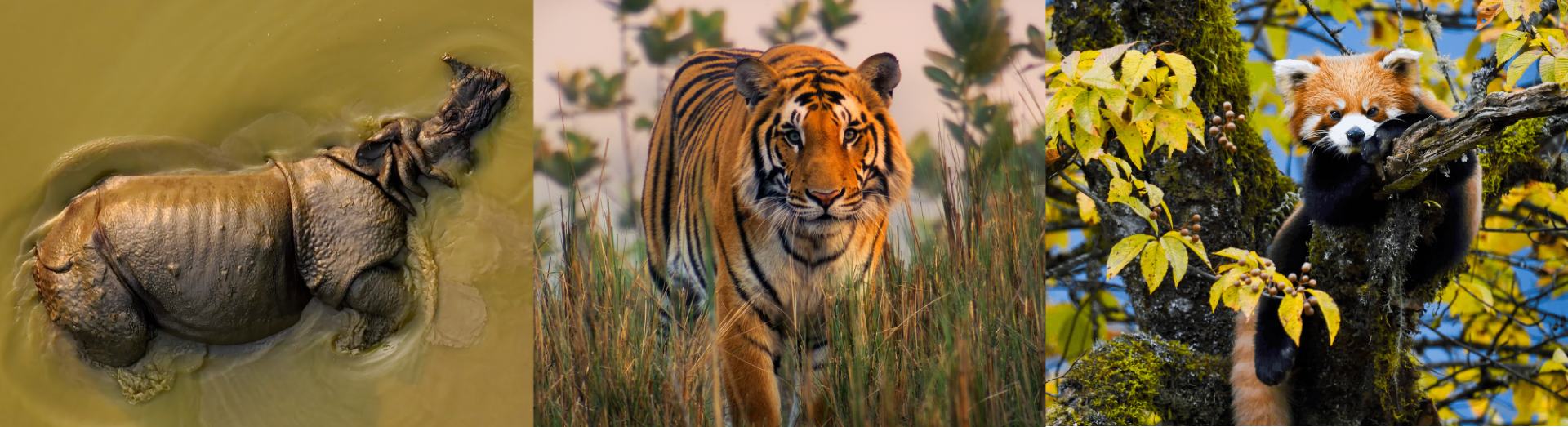 Wild Asia 3D
