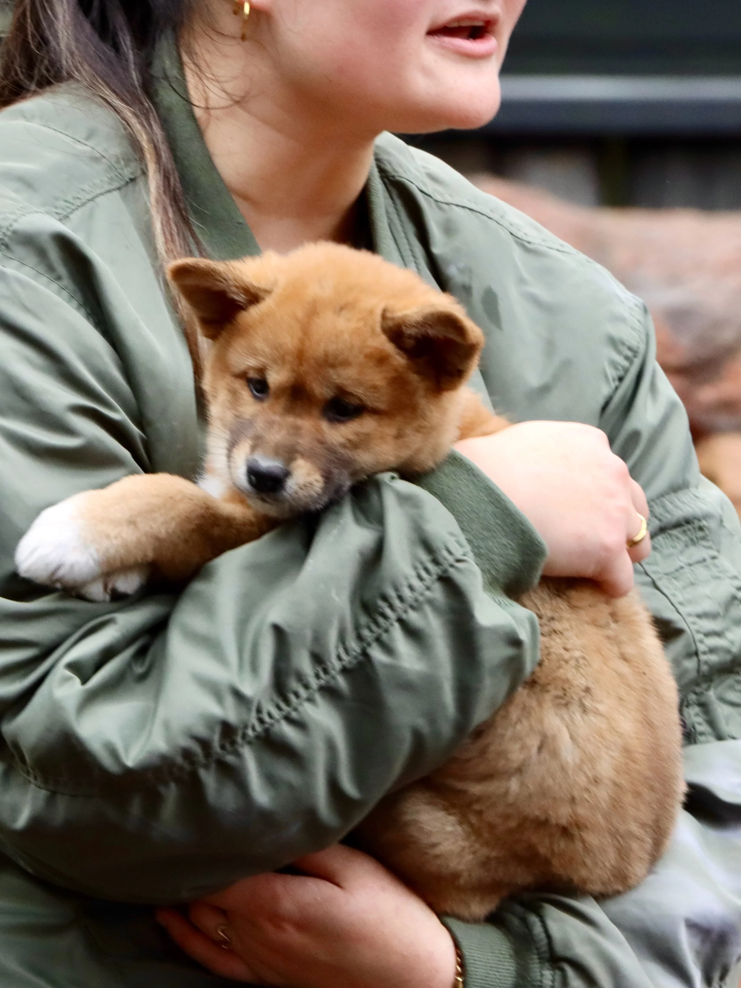 #CentralCoast REVIEW - Australian Reptile Park

We dropped by the @australianreptilepark today and were completely smitten with the six adorable new dingo puppies, the gorgeous koala joeys, and the baby animal and reptile shows.

The kids loved every