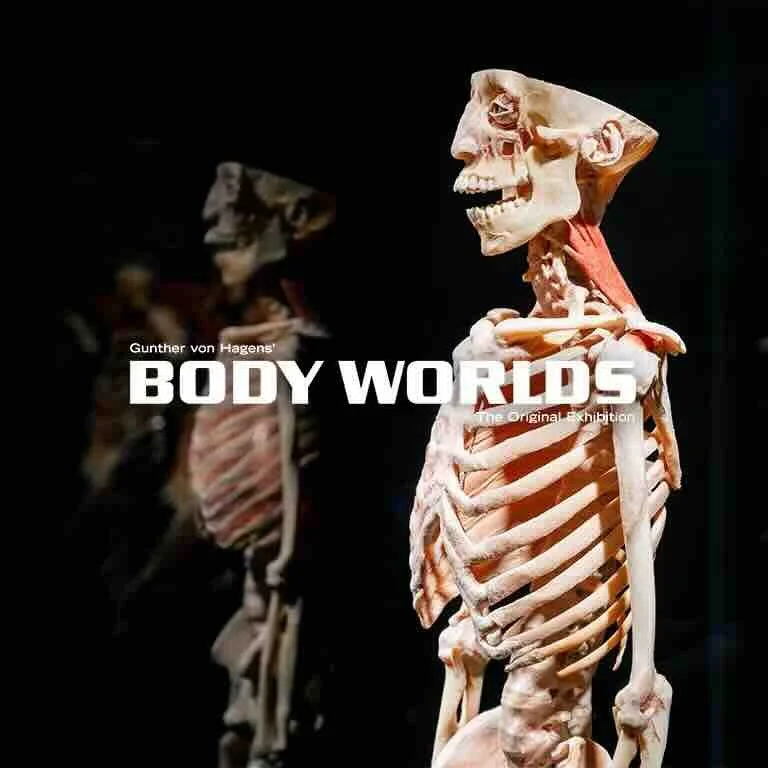 Body Worlds: The Anatomy of Happiness