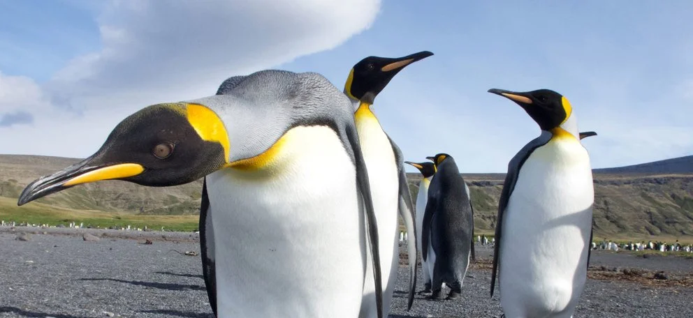 Penguin Island 3D