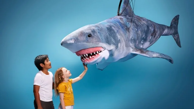 Erth's Shark Dive: Live on Stage
