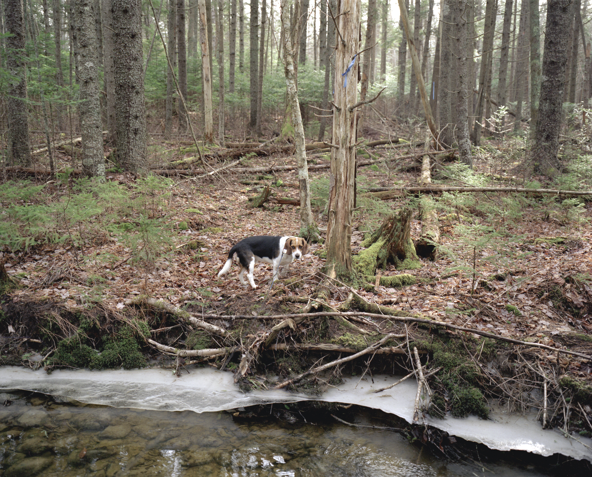 Beagle in woods 300.jpg