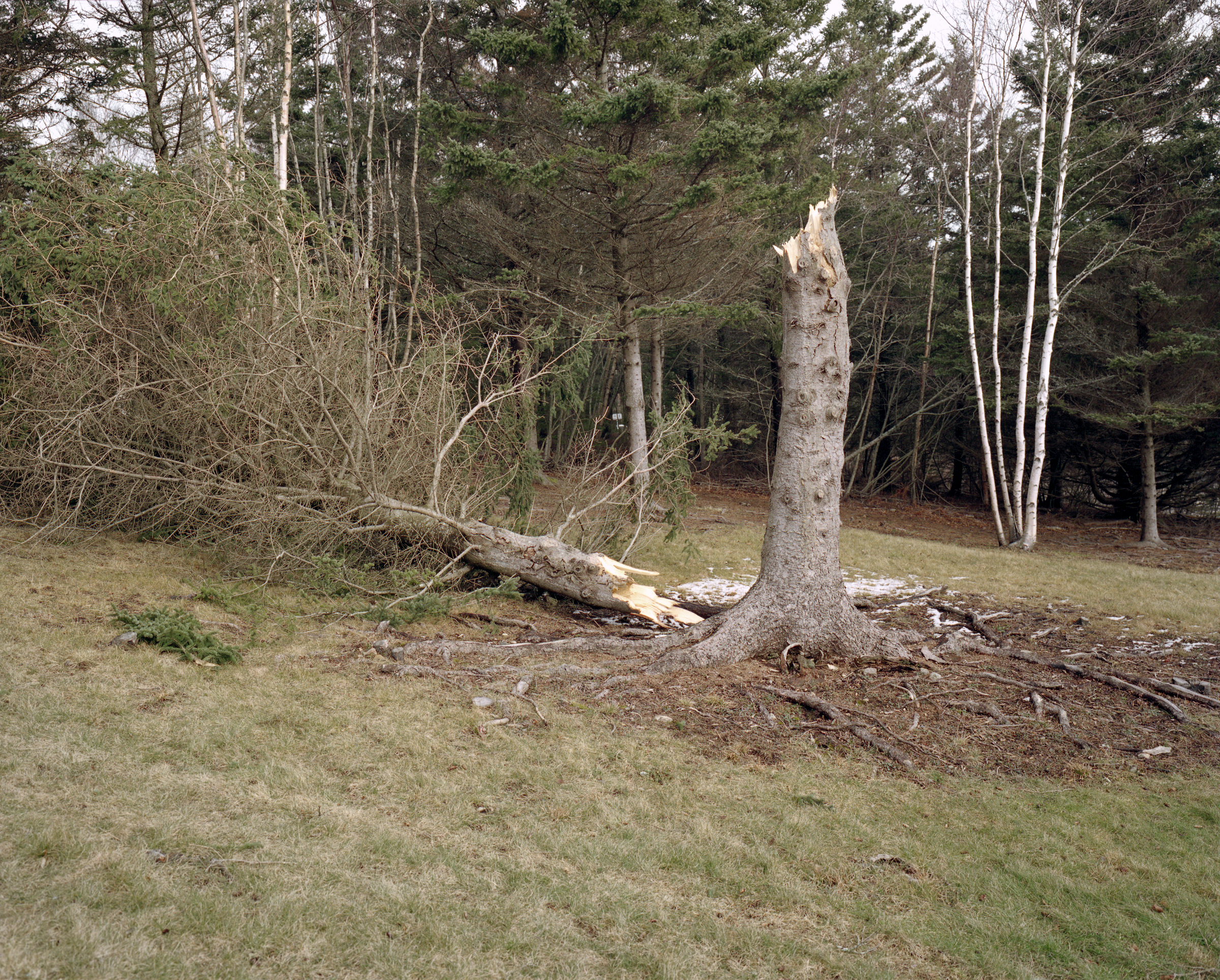 Broken Tree.jpg
