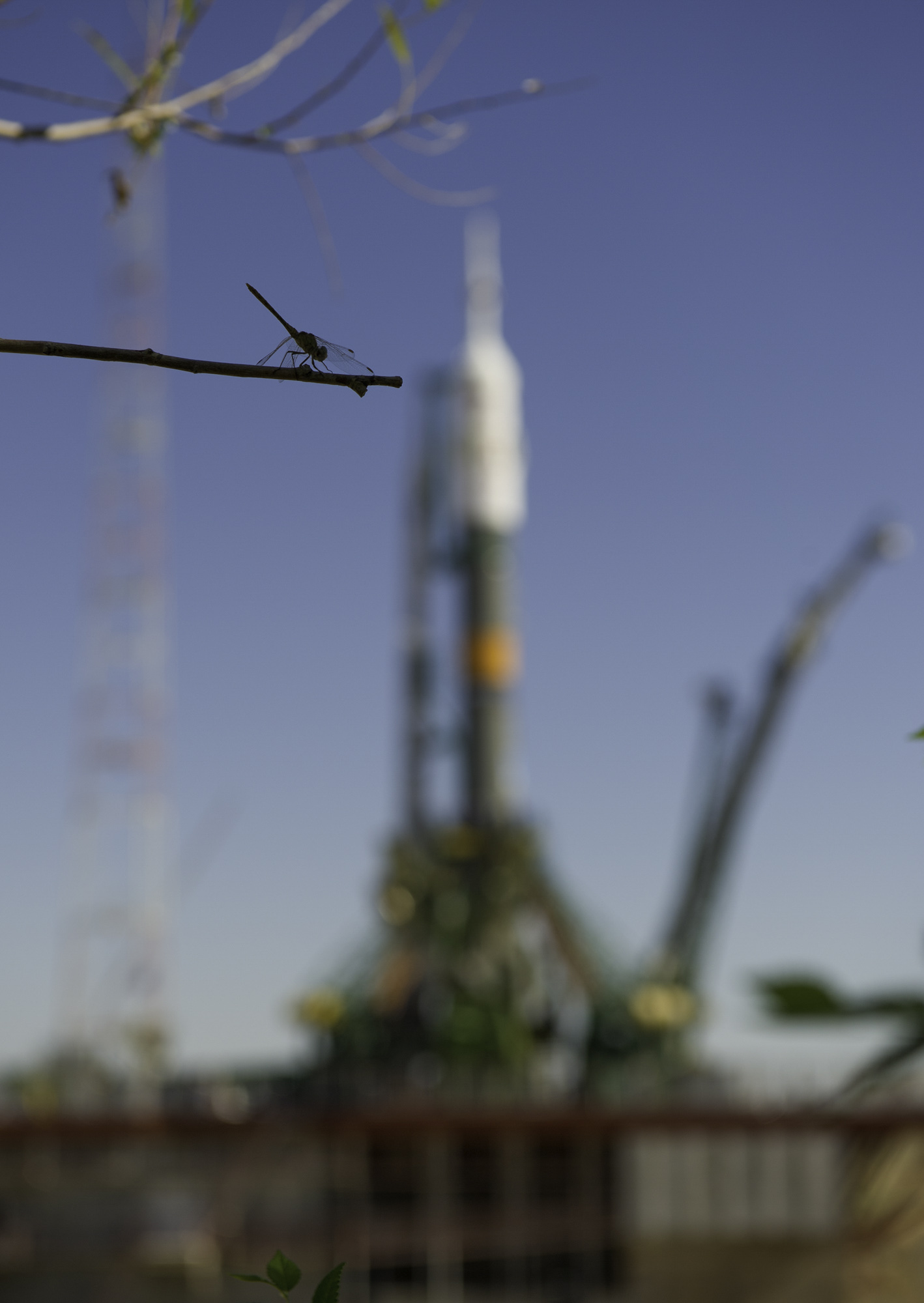  A dragonfly lights on a tree branch near the launch pad after the Soyuz TMA-05M is rolled to its launch pad at the Baikonur Cosmodrome, Thursday, July 12, 2012 in Kazakhstan. The launch of the Soyuz rocket is scheduled for the morning of July 15 loc
