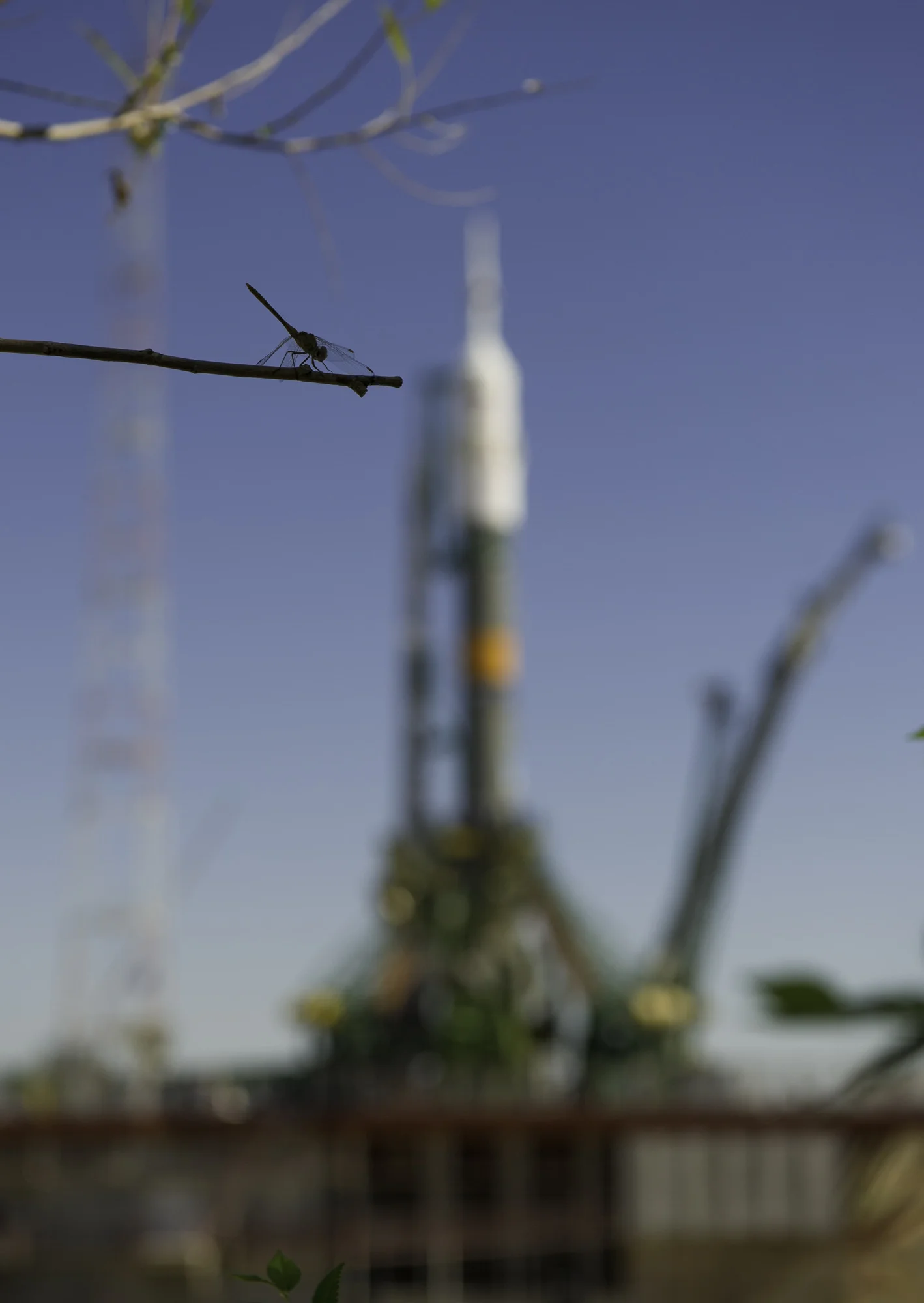 A dragonfly lights on a tree branch near the launch pad after the Soyuz TMA-05M is rolled to its launch pad at the Baikonur Cosmodrome, Thursday, July 12, 2012 in Kazakhstan. The launch of the Soyuz rocket is scheduled for the morning of July 15 local time. (NASA/Carla Cioffi)