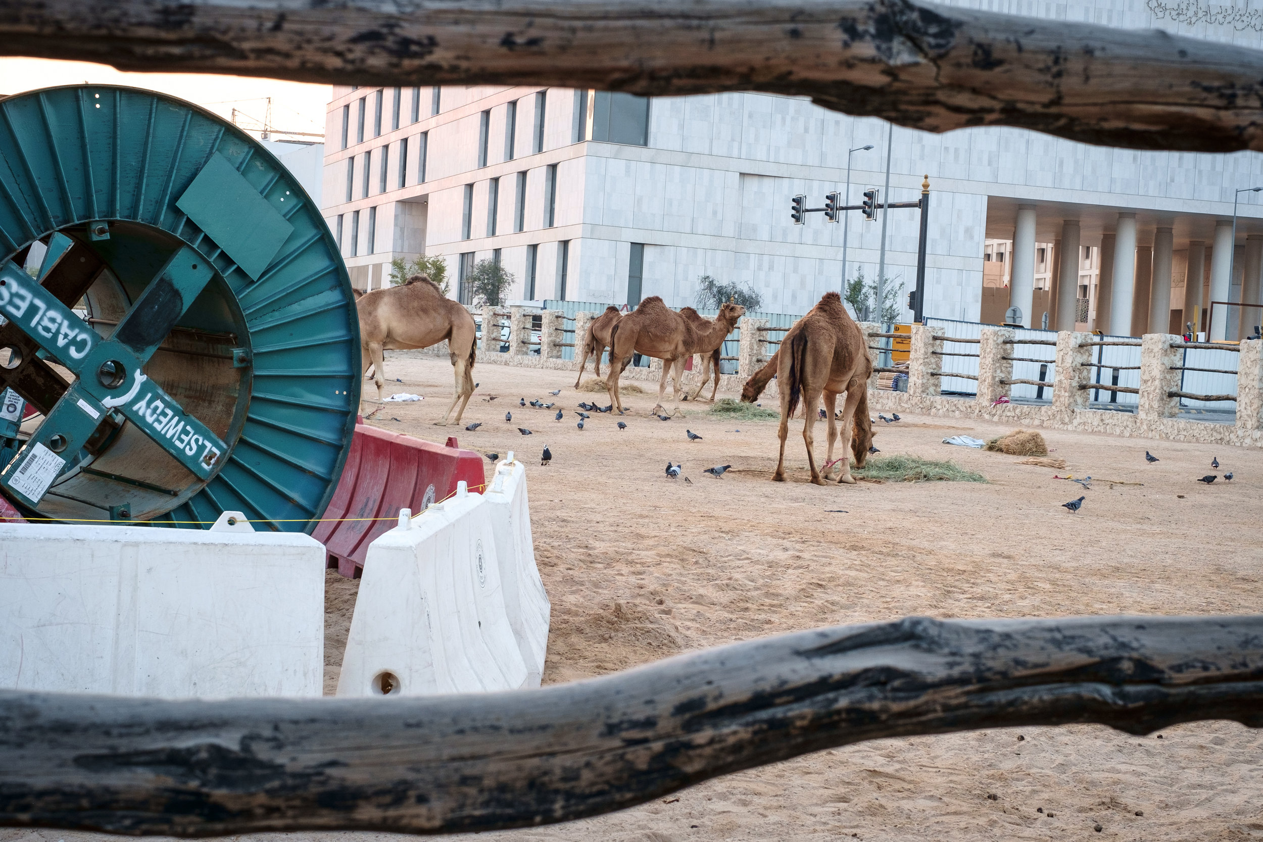  Part construction scene, part camel pen at Souq Waqif in Doha. Qatar is in a race to revitalize and modernize in time to host the 2022 FIFA World Cup. 
