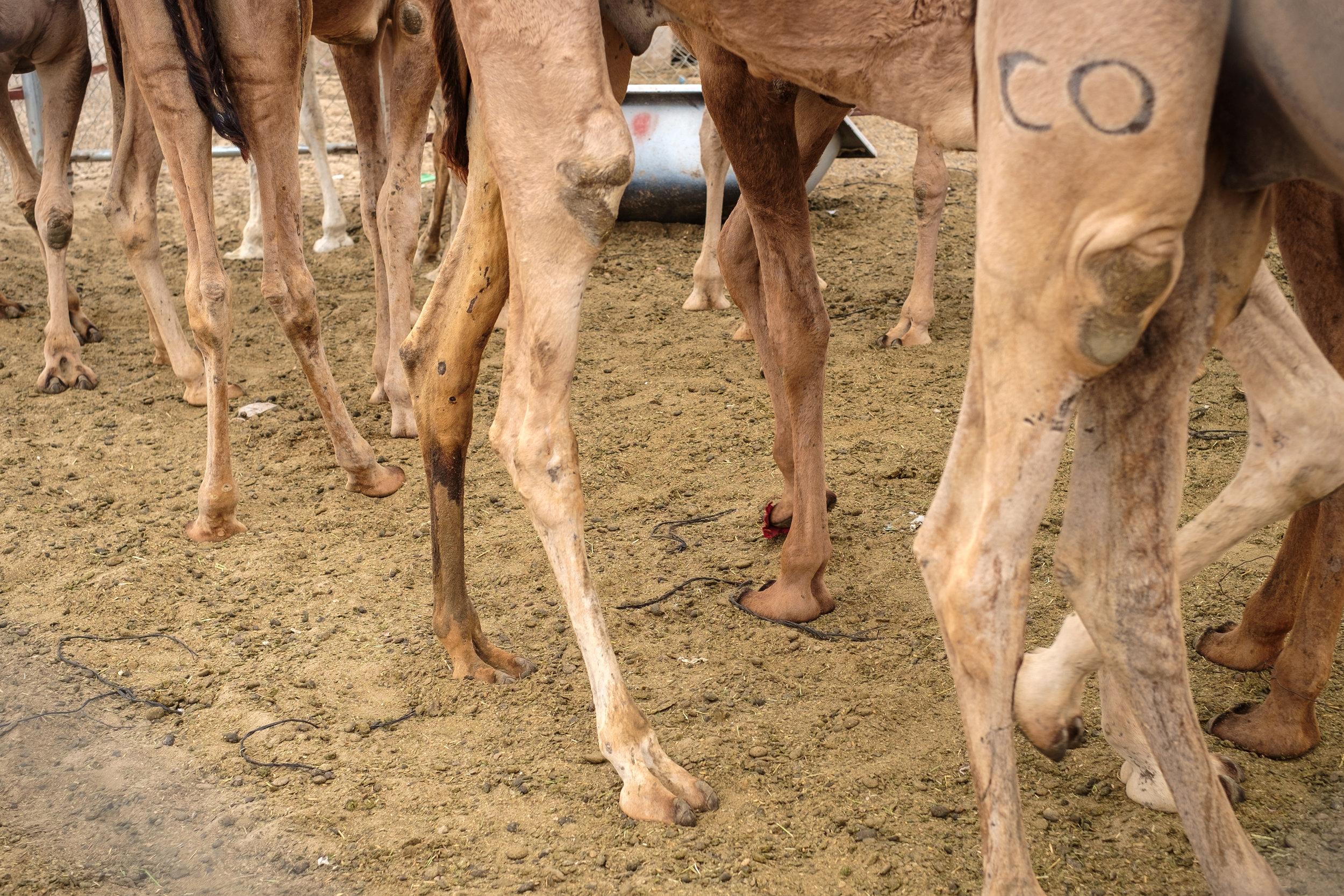  Camels waiting to be sold at the Camel Market in the Abu Hammour district of Doha. 