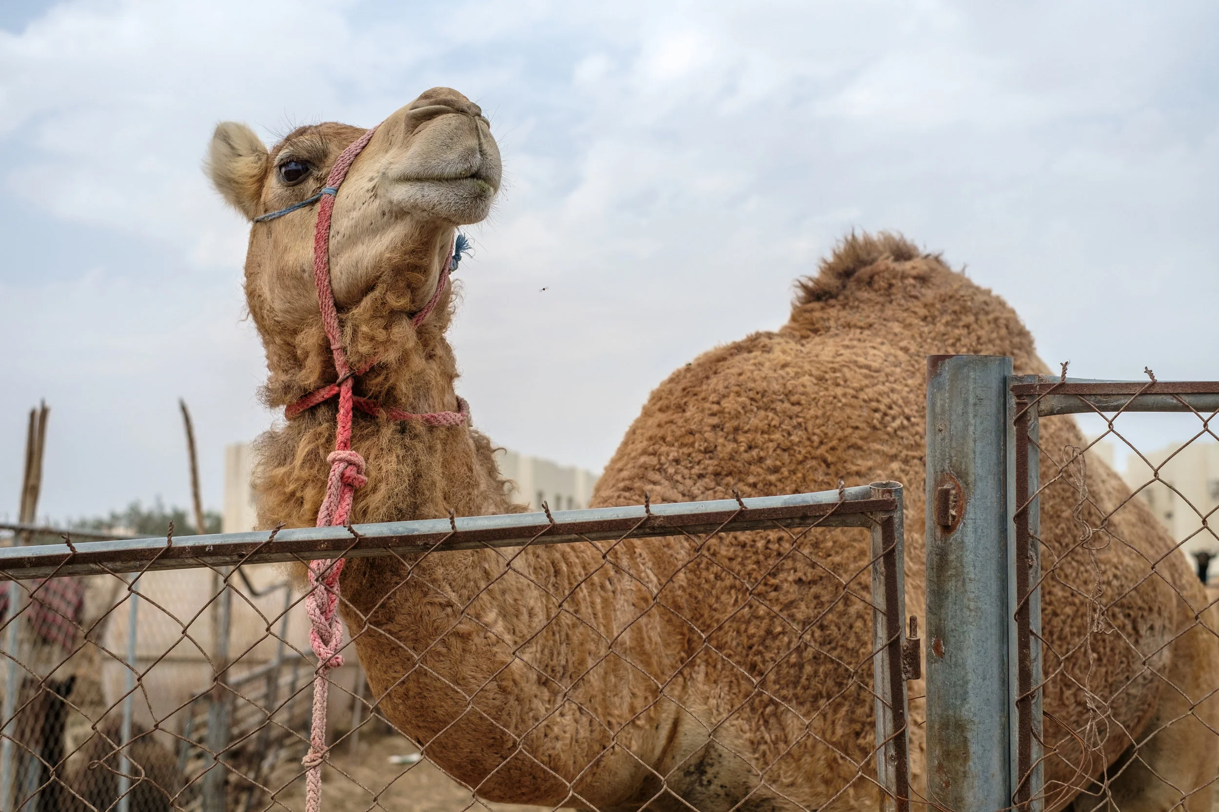 A camel waiting to be sold at the Camel Market in the Abu Hammour district on the outskirts of Doha.
