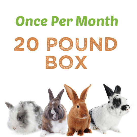 rabbit monthly box