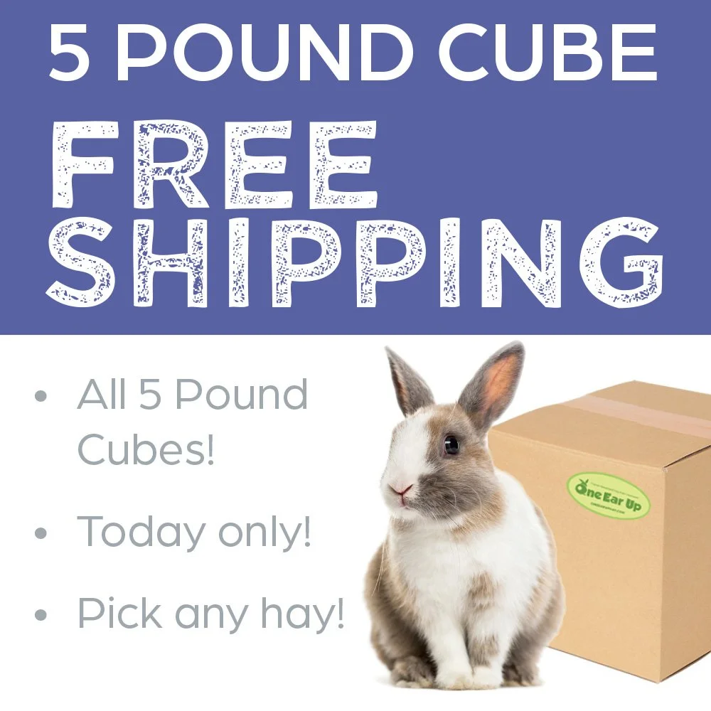FSFpromo.jpg