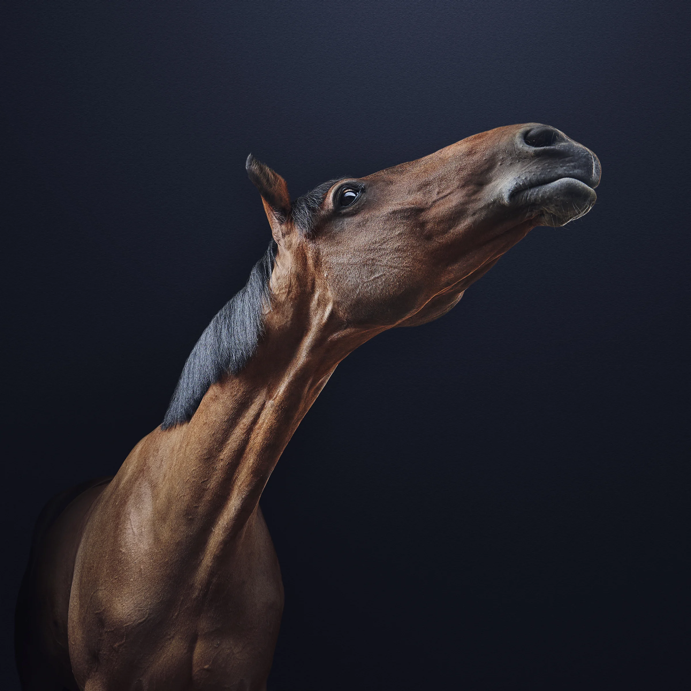 horse 6 final.jpg