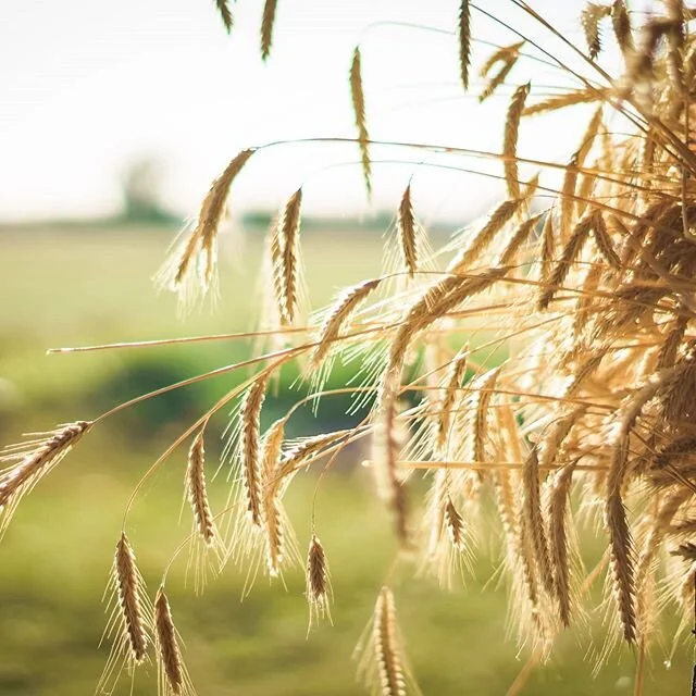 For længe længe siden dengang få gik rundt og snakkede om gulerødder med en særlig smag og grønt fra en gartner de kender personligt. Mødte vi Børge Jensen. Han er en af den slags mennesker, der er så prop fuld af informationer, at de næsten vælter over hinanden, i deres forsøg på at komme ud i verden og berige os andre.
Han introducerede Casper for RUG fra Nordisk Genebank og siden har Caspers, og dermed vores liv, ikke været det samme.

#boegedal #artisanbeer #øl #danskøl #beer #vintagebeer #gravitybeer #godtøl #fritfaldsbryggeri #gravity #manmade #håndlavet #vejle #craftbeer #specialøl #rug