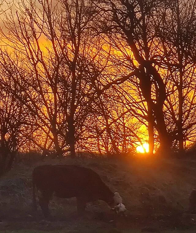 Casper siger "Se solen mellem træerne"

Jeg ser ud og det er smukket. 
Jeg beslutter, at tager et billede og opdager først da jeg se på billedet at yndlings koen Panda har fået en kalv. Halleluja som verden også er magisk. 
#boegedal #artisanbeer #øl #danskøl #beer #vintagebeer #gravitybeer #godtøl #fritfaldsbryggeri #gravity #manmade #håndlavet #vejle #craftbeer #specialøl #økokøerpågræs #maskkøer