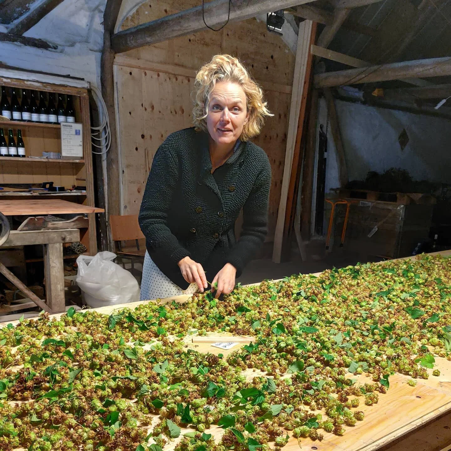 Jeg gl&aelig;de mig til at drikke en Flowerhop med denne her potente humle fra en have i Ankj&aelig;r.

#boegedal #&oslash;l #dansk&oslash;l #beer #gravitybrewing #fritfaldsbryggeri #gravity #h&aring;ndlavet #vejle #craftbeer #farmhousebrew #creating