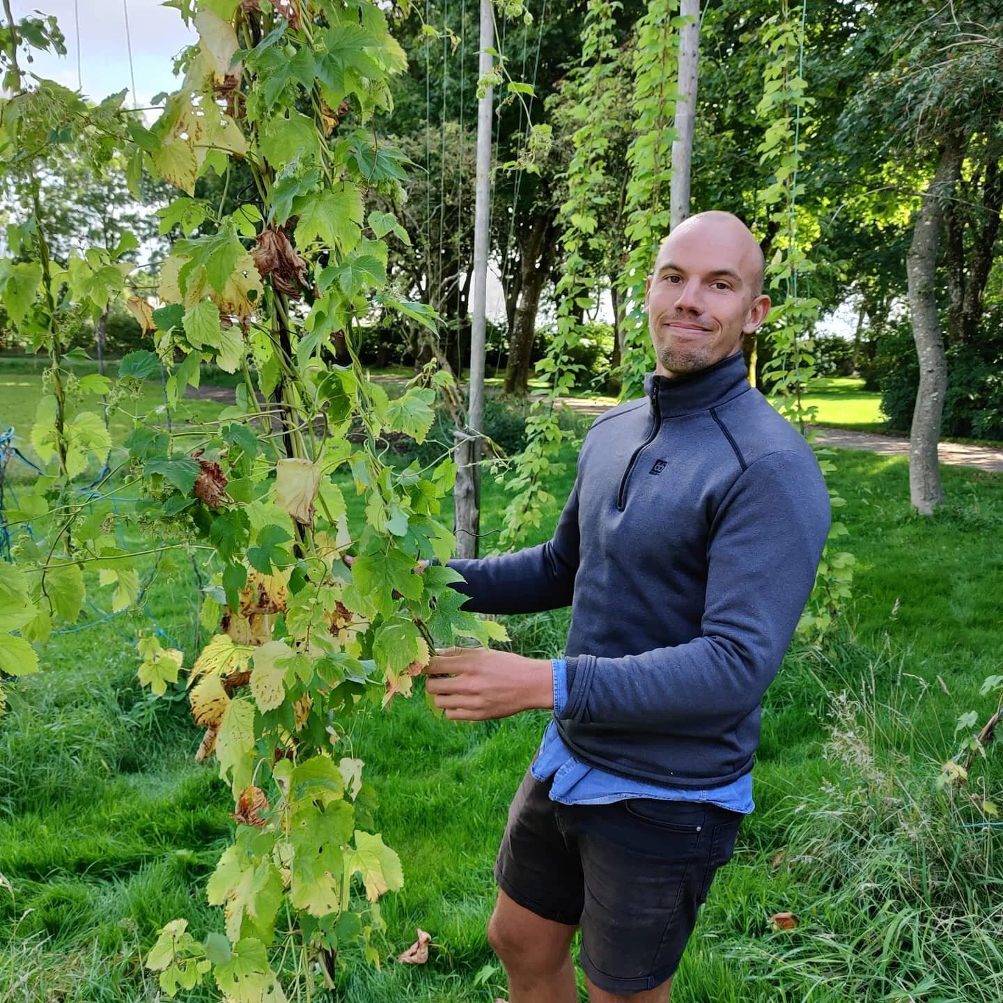 Hop harvest 
September blue sky
Flowerhop on its way
🙏 @louilam, @_mathildedottirdkis_
 &amp; Casper Vorting

#boegedal #&oslash;l #dansk&oslash;l #beer #gravitybrewing #fritfaldsbryggeri #gravity #h&aring;ndlavet #vejle #craftbeer #farmhousebrew #c
