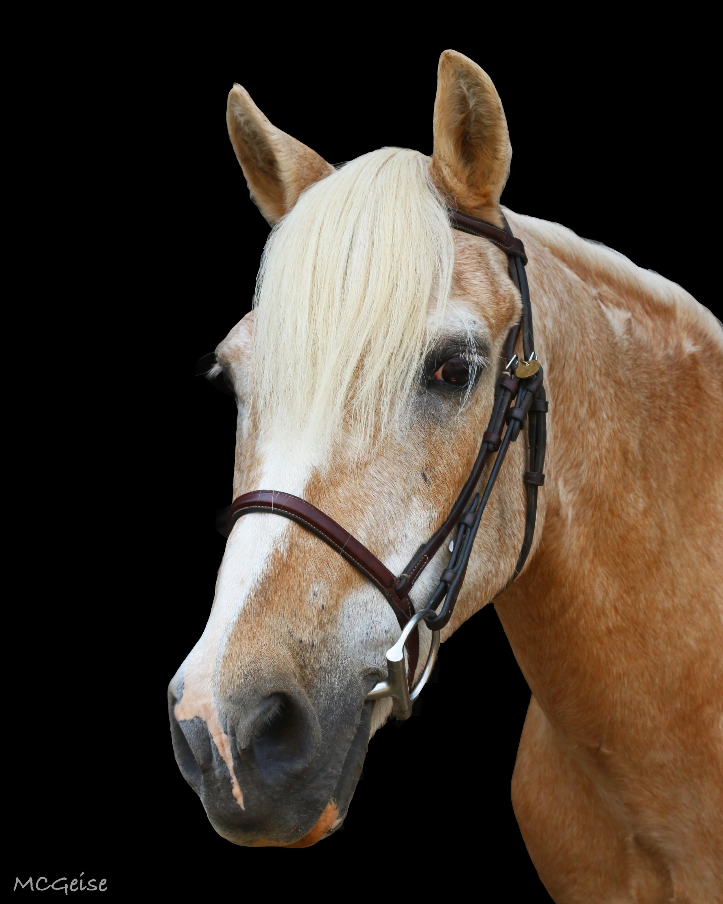 ALVIN Alvin is a 12.1 hand Halflinger Cross pony who takes care of the children that he works with. Whether it is a tiny two year old in therapy or a child learning to ride independently for the first time in camp, he will take care of them. 