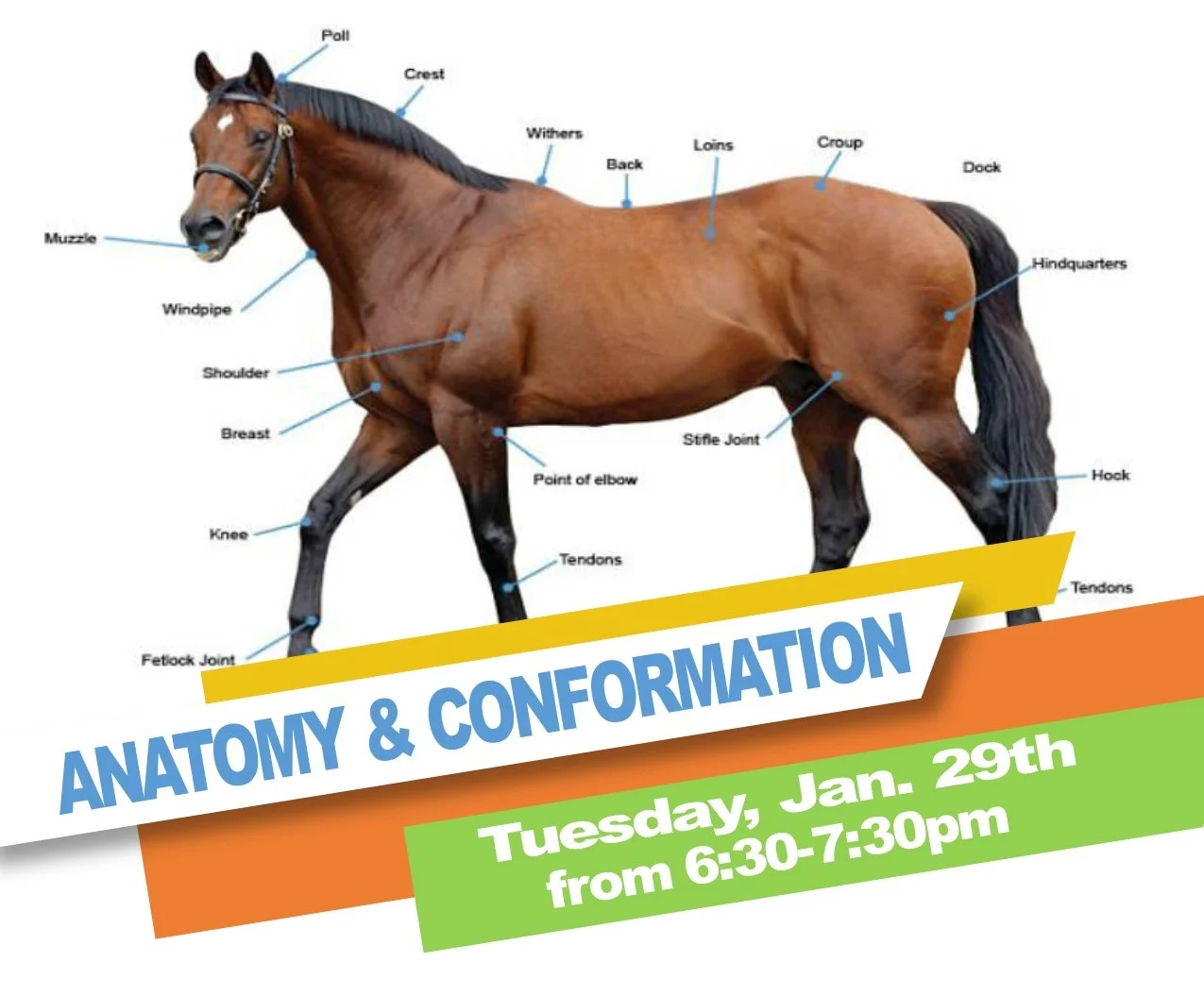 Equine Anatomy & Confirmation image.jpg