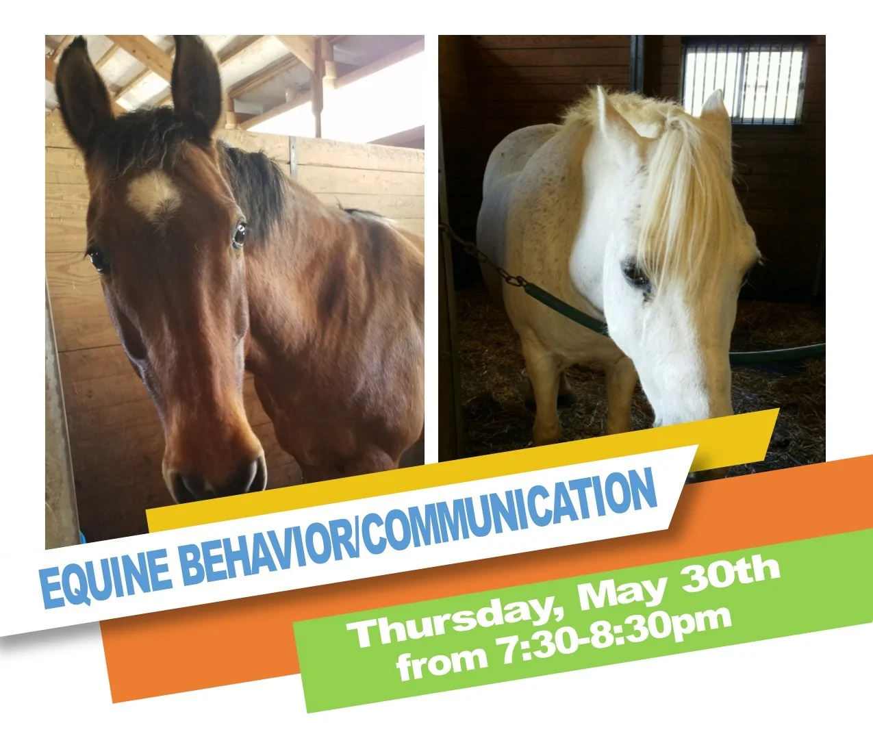 Horse Behavior 2019.jpg
