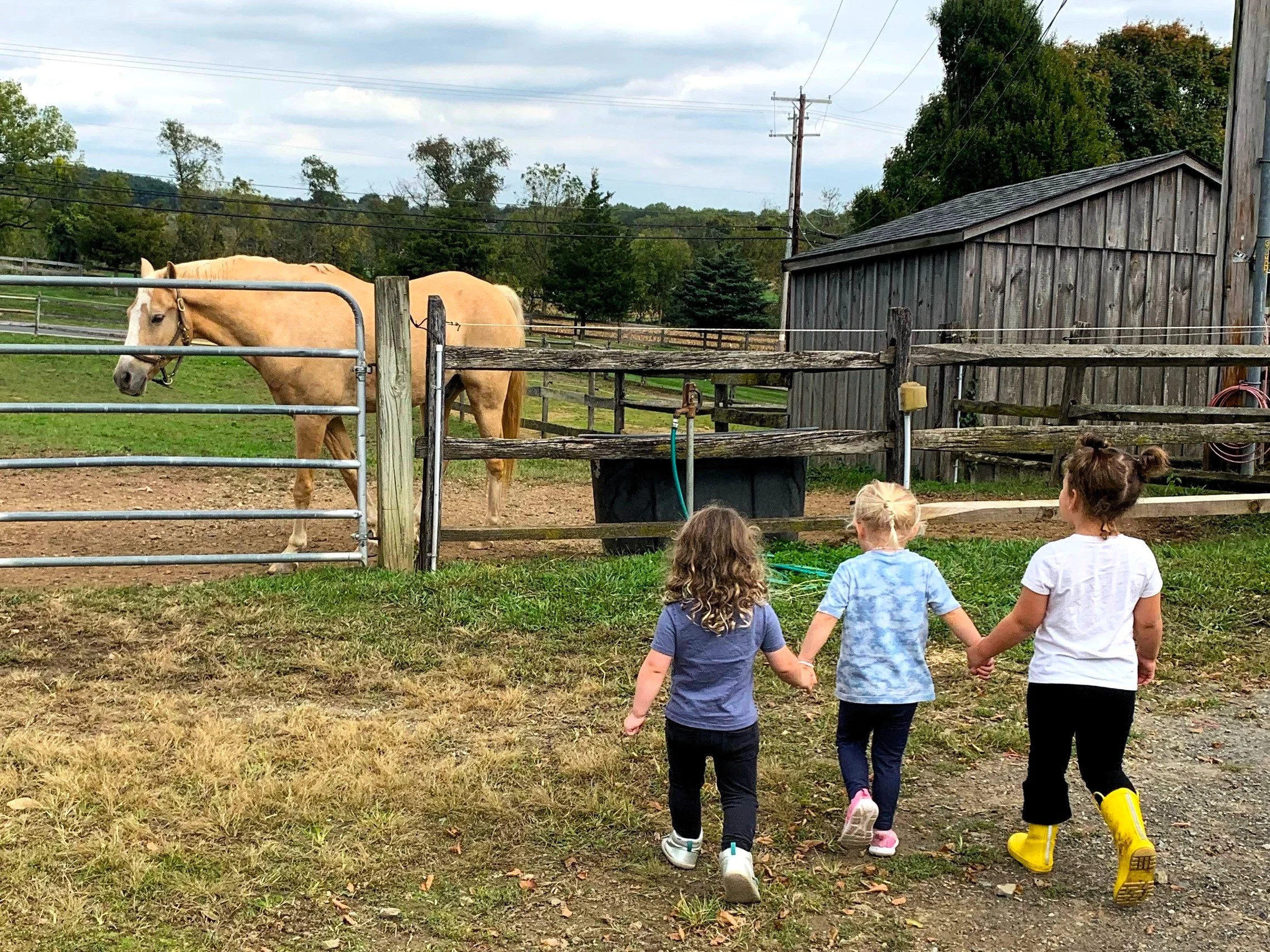 Saddling Up for Fun: Inside Mane Stream's Paddock Pals Pilot