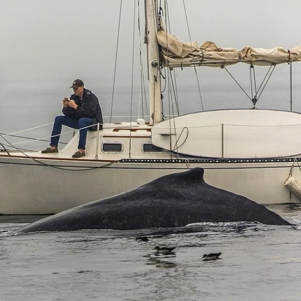 man-ignores-whale-full-585x585.jpg