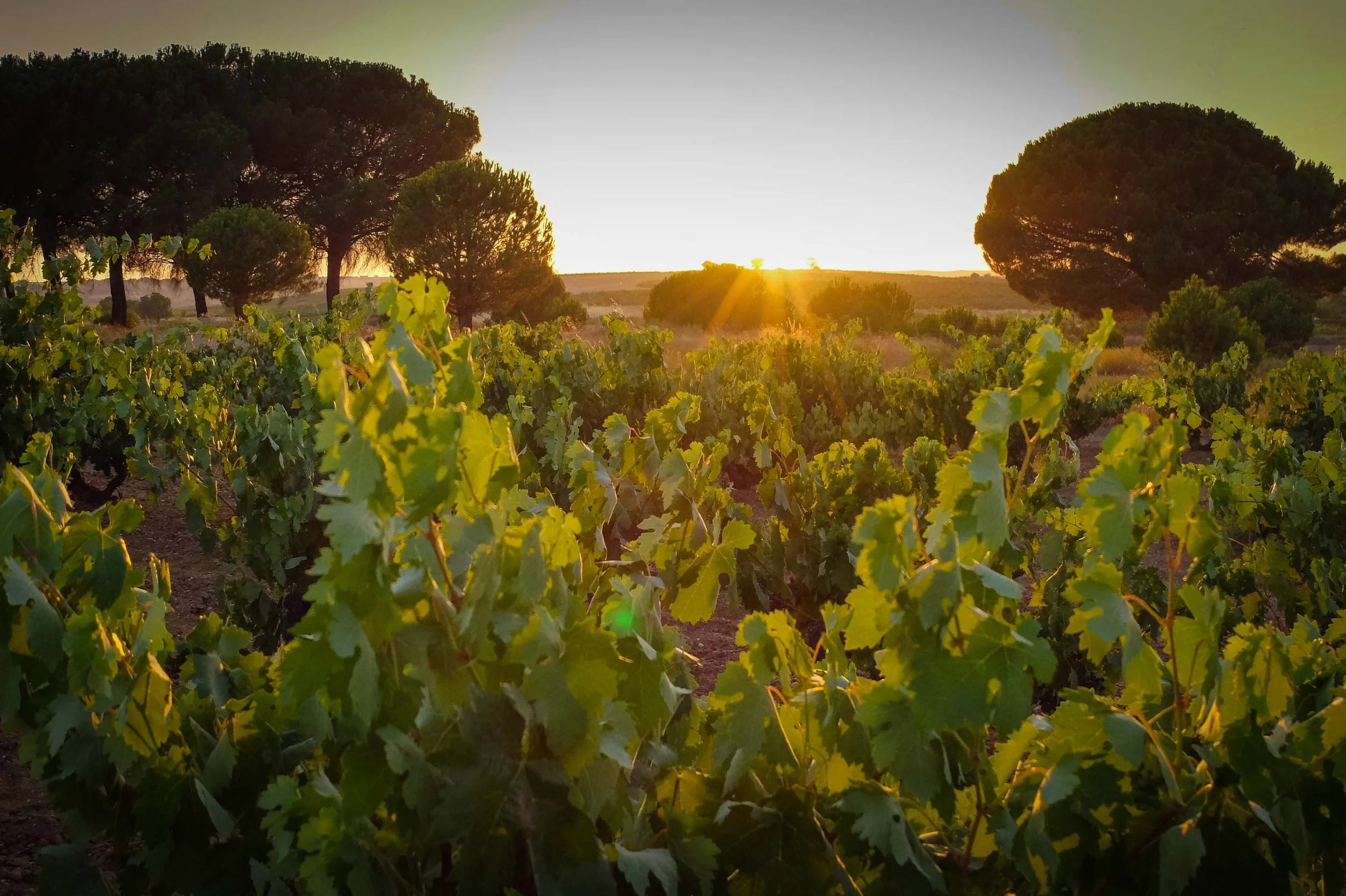 En aften med Ribera del Duero