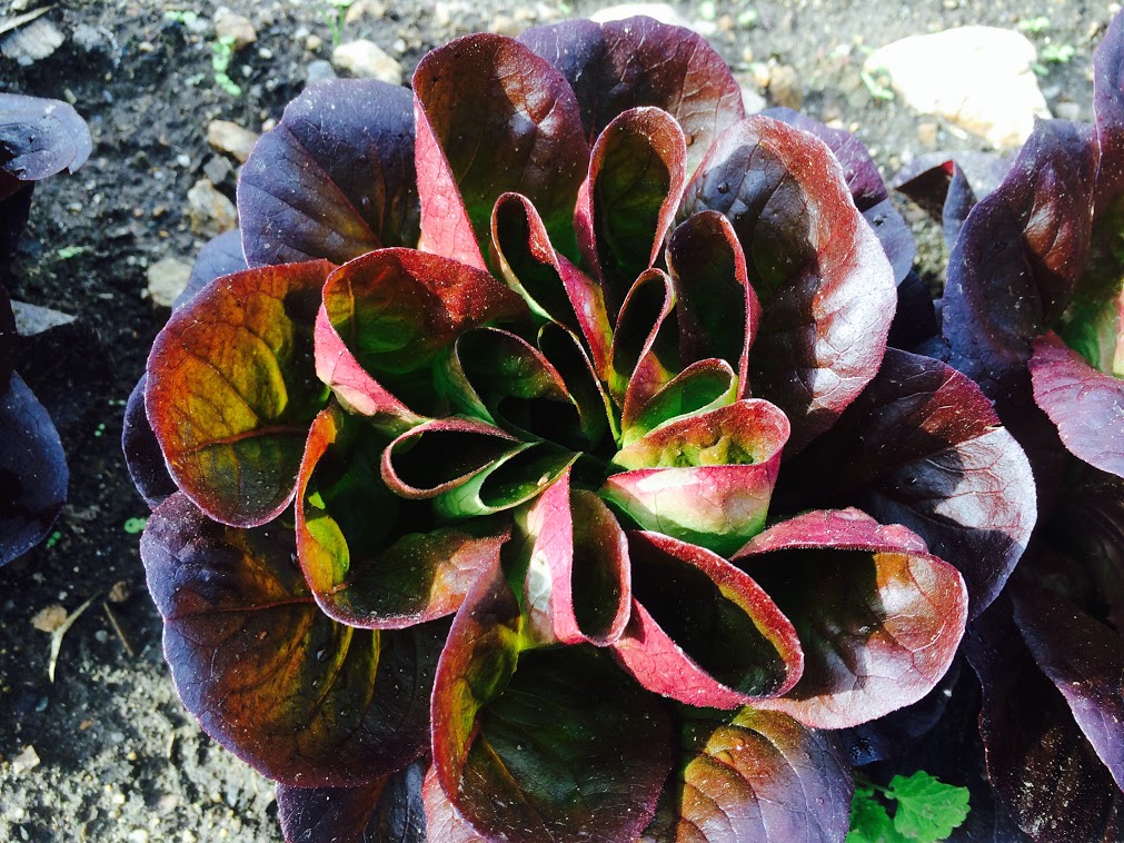 Salanova lettuce
