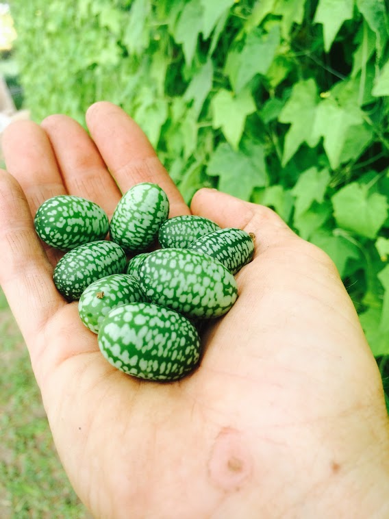 Mouse watermelons