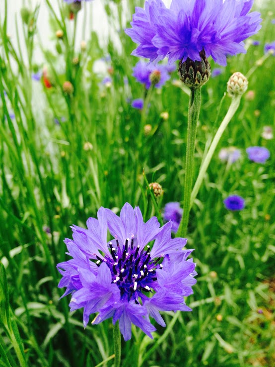 Purple-Flower.jpg