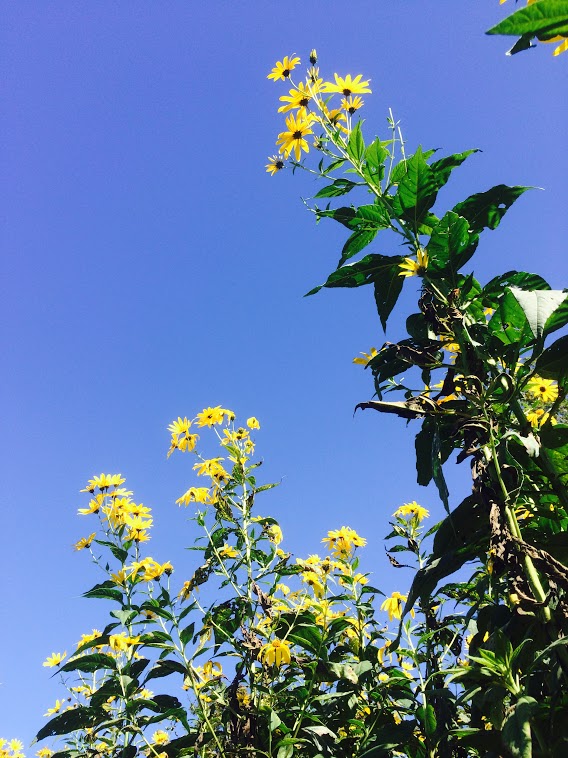 Sunchoke-Flowers.jpg