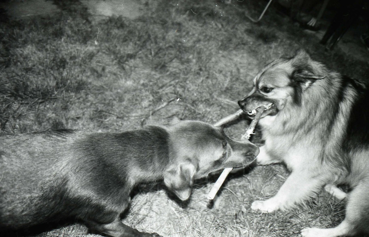 Dog Fight