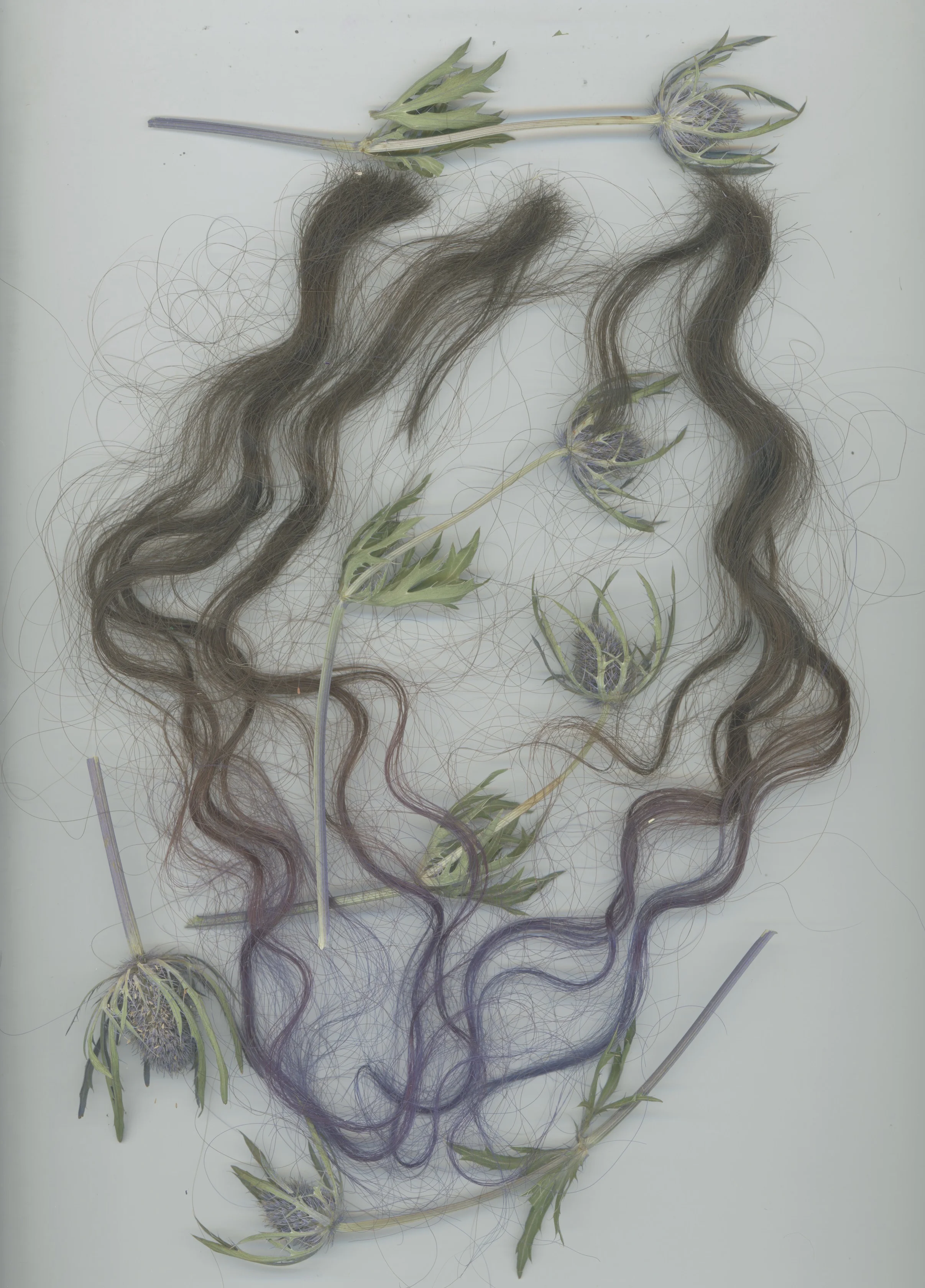 Stoddard-Scottish Thistles and Hair.jpeg