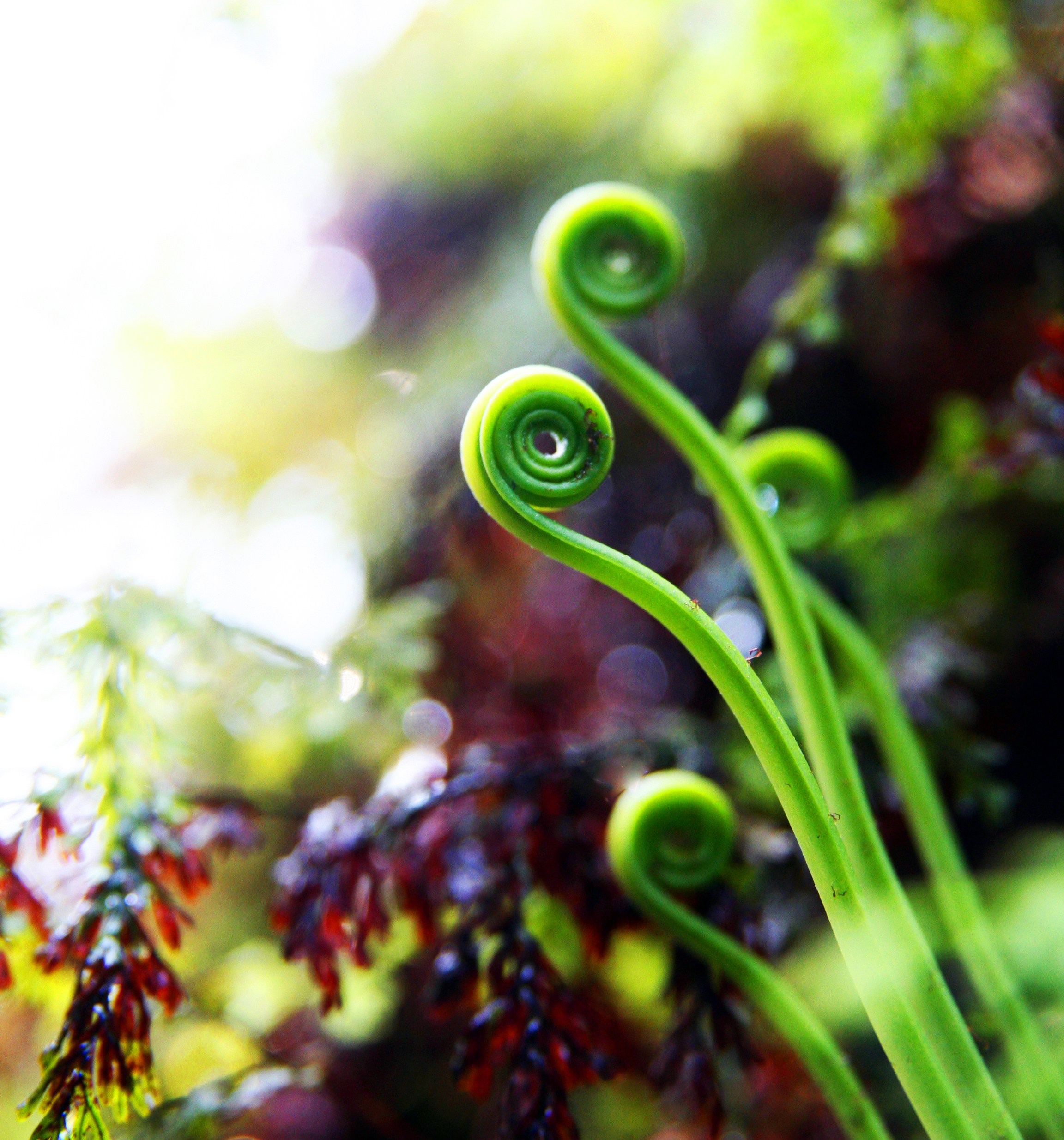 Ferns Borrowed Genes to Thrive in Low Light